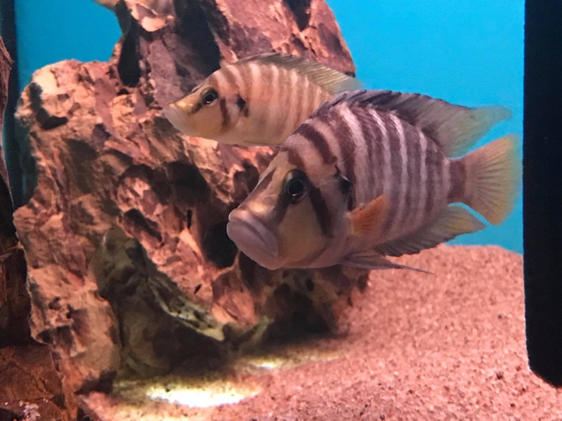 Altolamprologus compressiceps 'Chituta Bay'